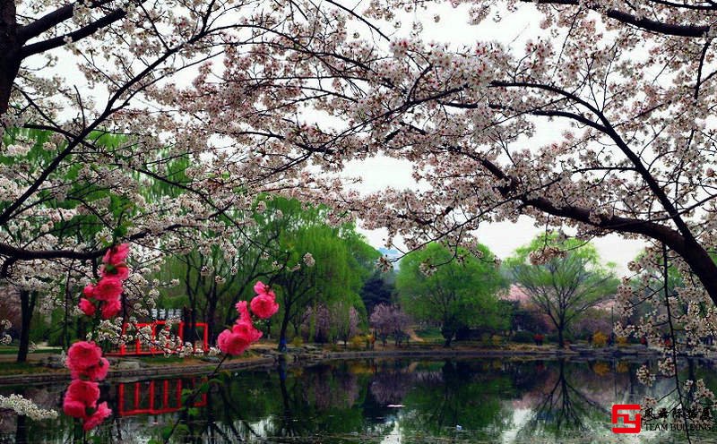 玉淵潭公園櫻花團(tuán)建