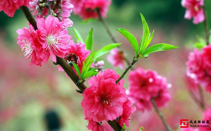 春暖花開(kāi)踏青季團(tuán)建不一樣